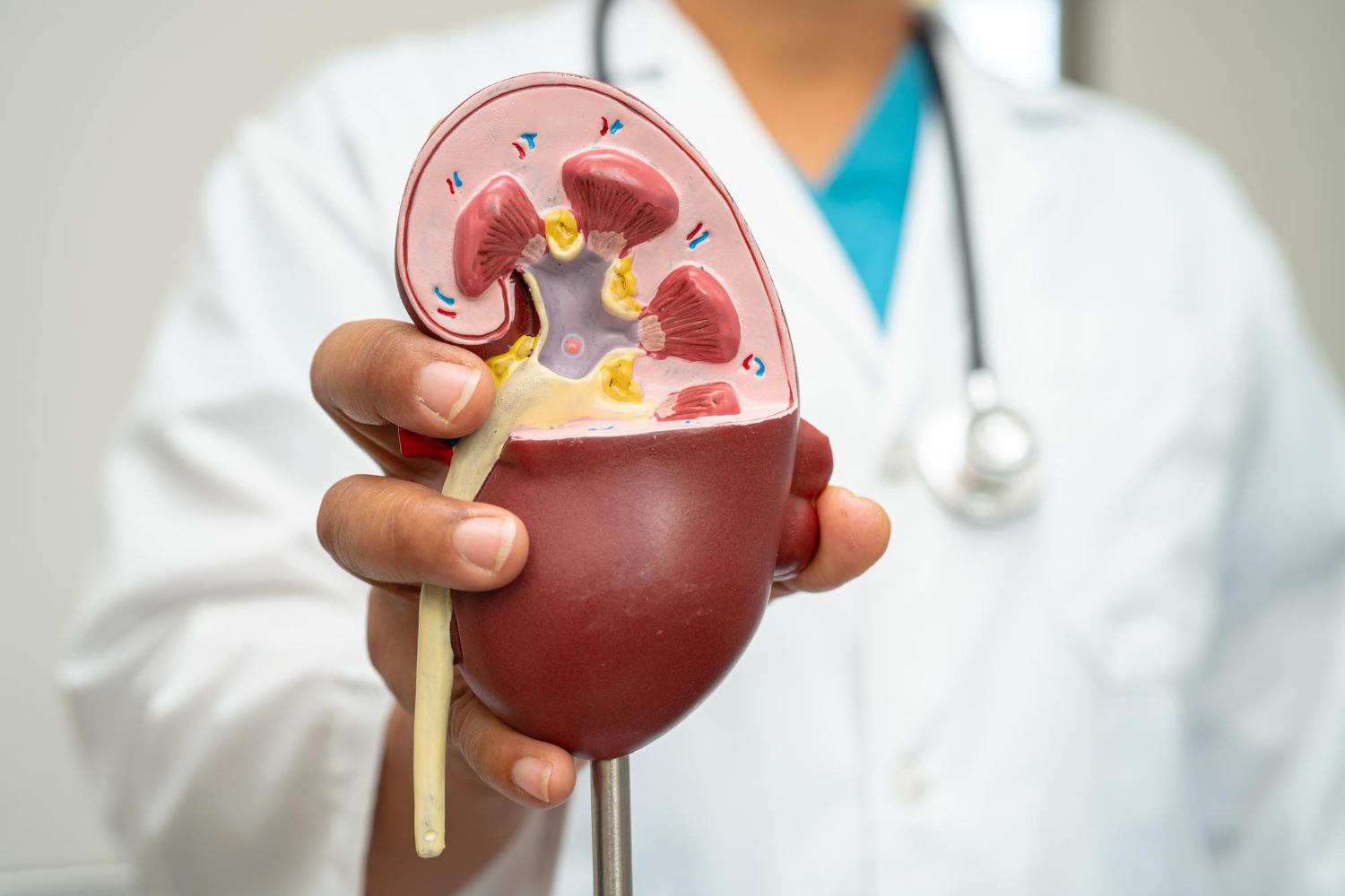 ไตเริ่มเสื่อม ห้ามกินอะไรบ้าง? รวมอาหารและเครื่องดื่มที่ควรเลี่ยง เพื่อชะลอไตเสื่อม